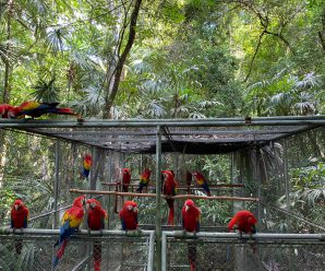 Liberan 22 pichones de guacamaya roja en la Reserva de la Biósfera Maya (RBM)